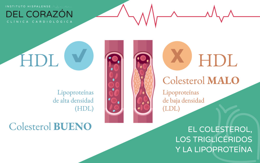 El colesterol, los triglicérdios y la lipoproteína(a): su impacto en la salud cardiovascular